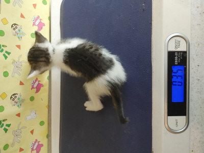 보호중 믹스묘의 가…